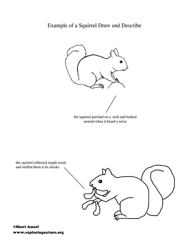Animal Behavior Study for Kids -- Watching Squirrels